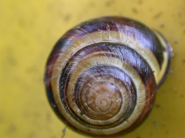 Cepaea (Cepaea) nemoralis (Linnaeus, 1758)